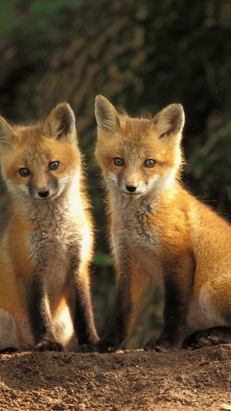 Baby Foxes wallpaper 750x1334
