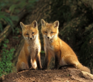 Baby Foxes sfondi gratuiti per 1024x1024