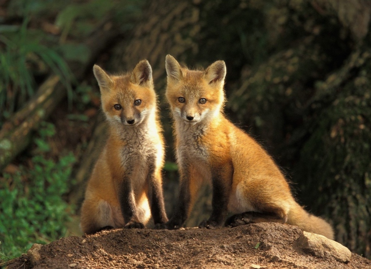 Baby Foxes wallpaper