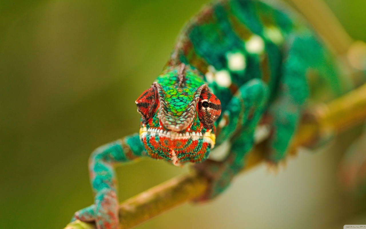 Обои Colorful Chameleon Macro 1280x800