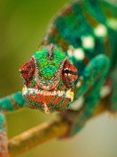 Fondo de pantalla Colorful Chameleon Macro 132x176