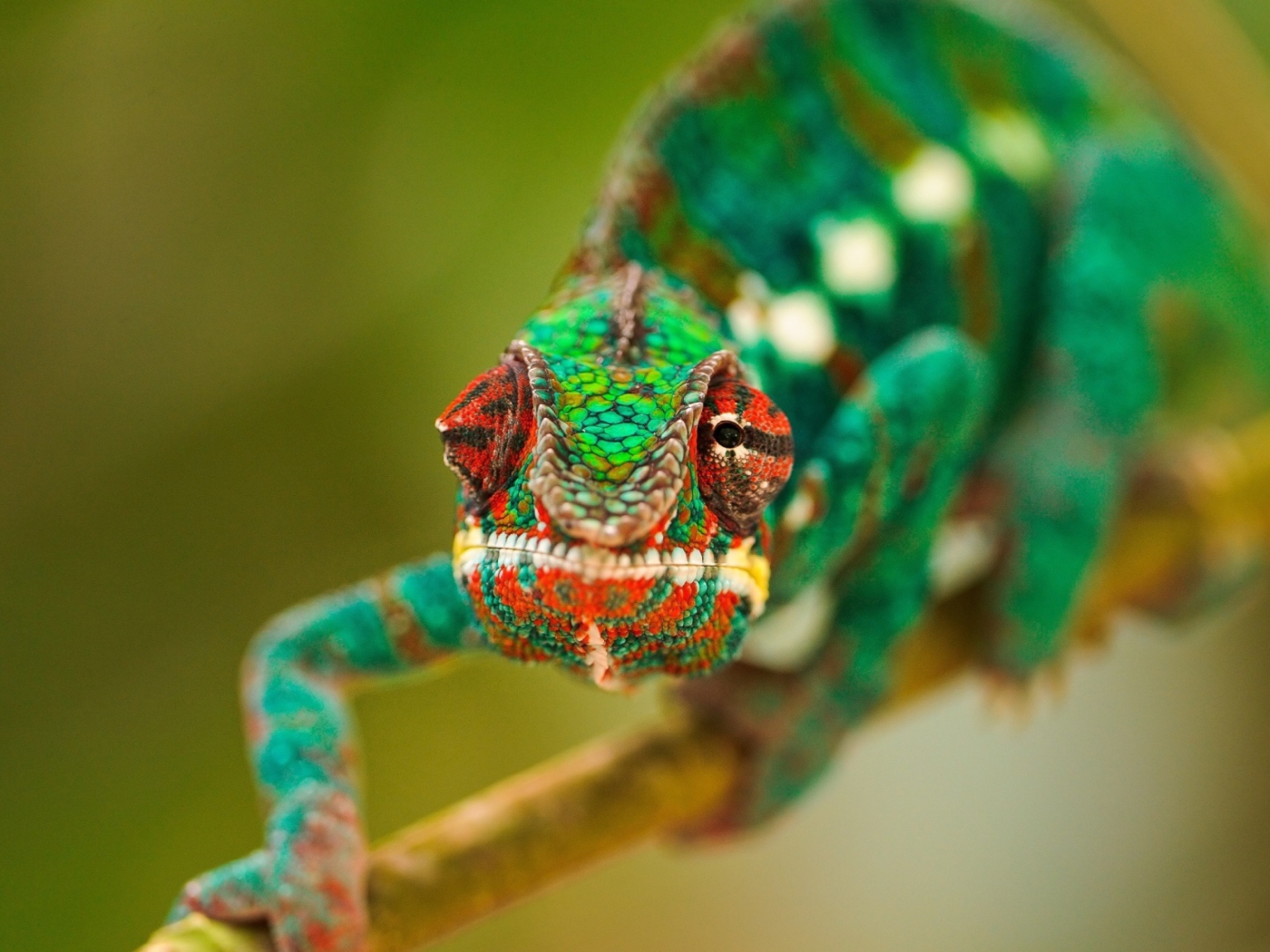 Colorful Chameleon Macro wallpaper 1400x1050