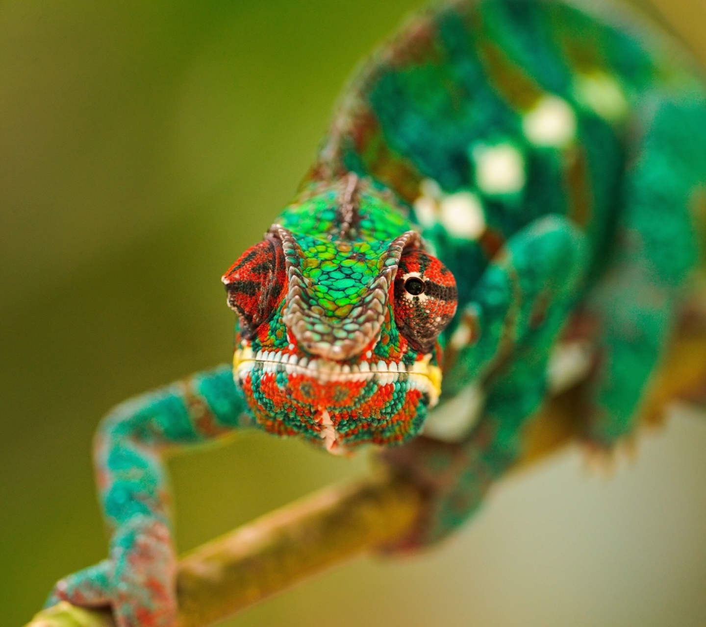 Das Colorful Chameleon Macro Wallpaper 1440x1280