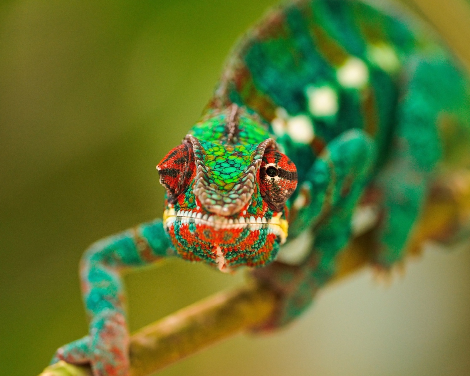 Обои Colorful Chameleon Macro 1600x1280
