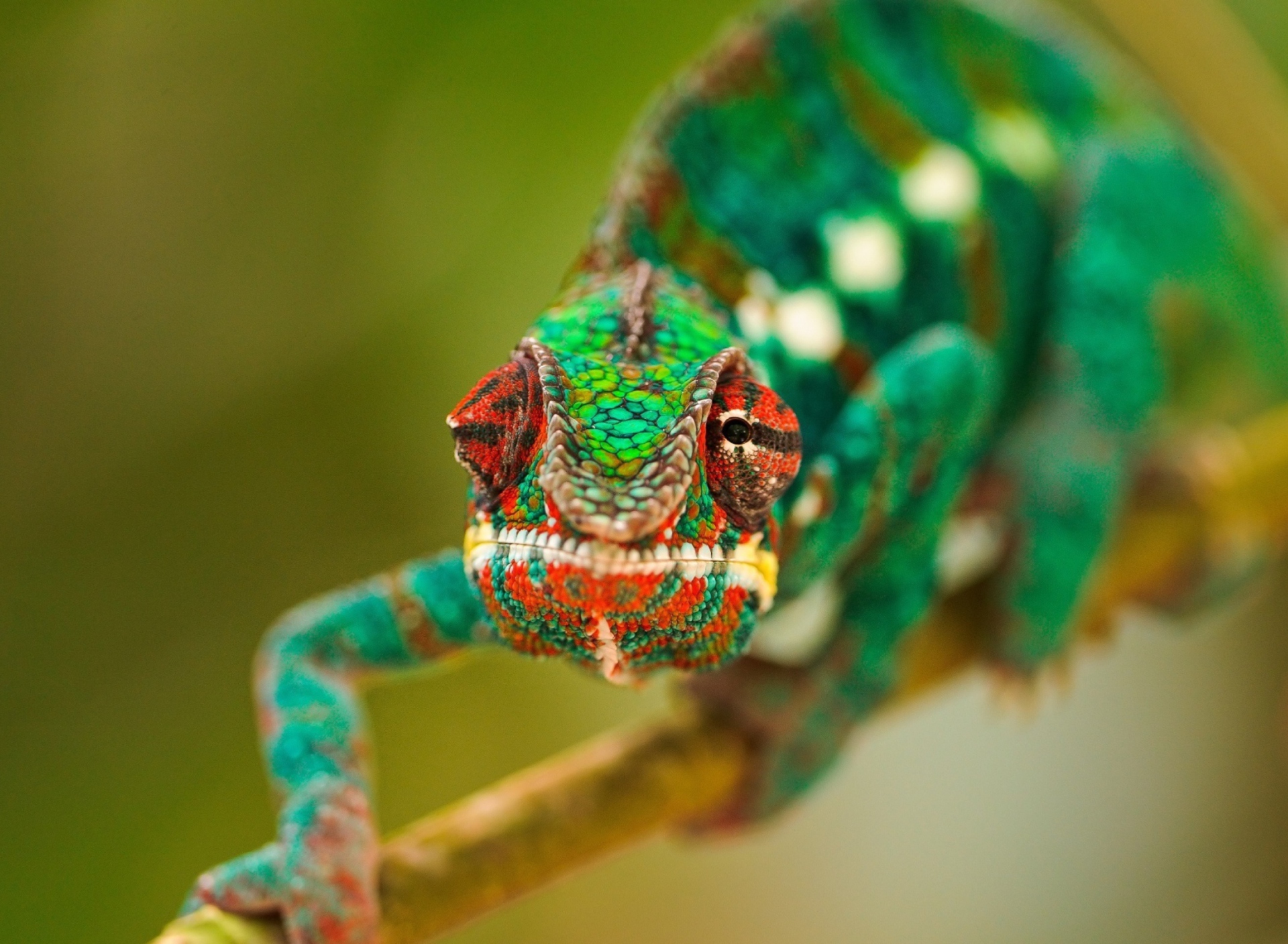 Обои Colorful Chameleon Macro 1920x1408