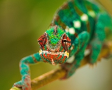 Das Colorful Chameleon Macro Wallpaper 220x176