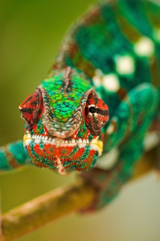 Colorful Chameleon Macro wallpaper 320x480