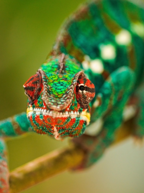 Colorful Chameleon Macro wallpaper 480x640