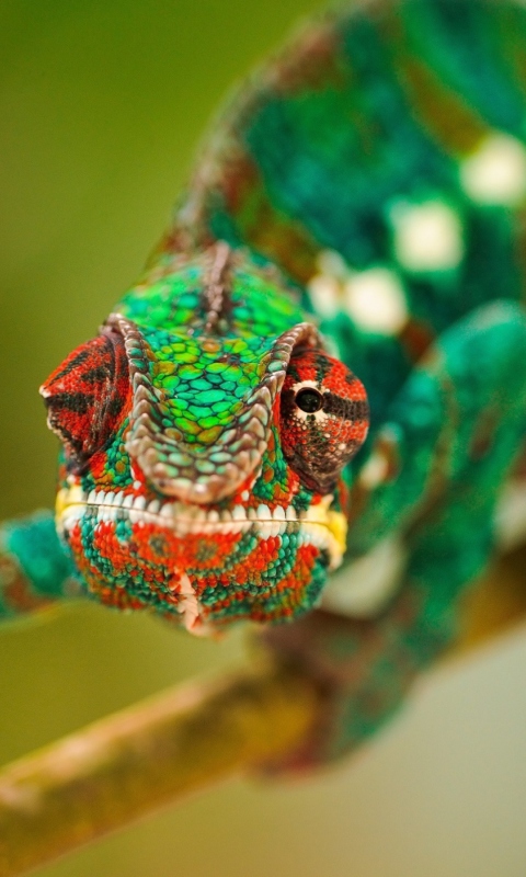 Colorful Chameleon Macro wallpaper 480x800