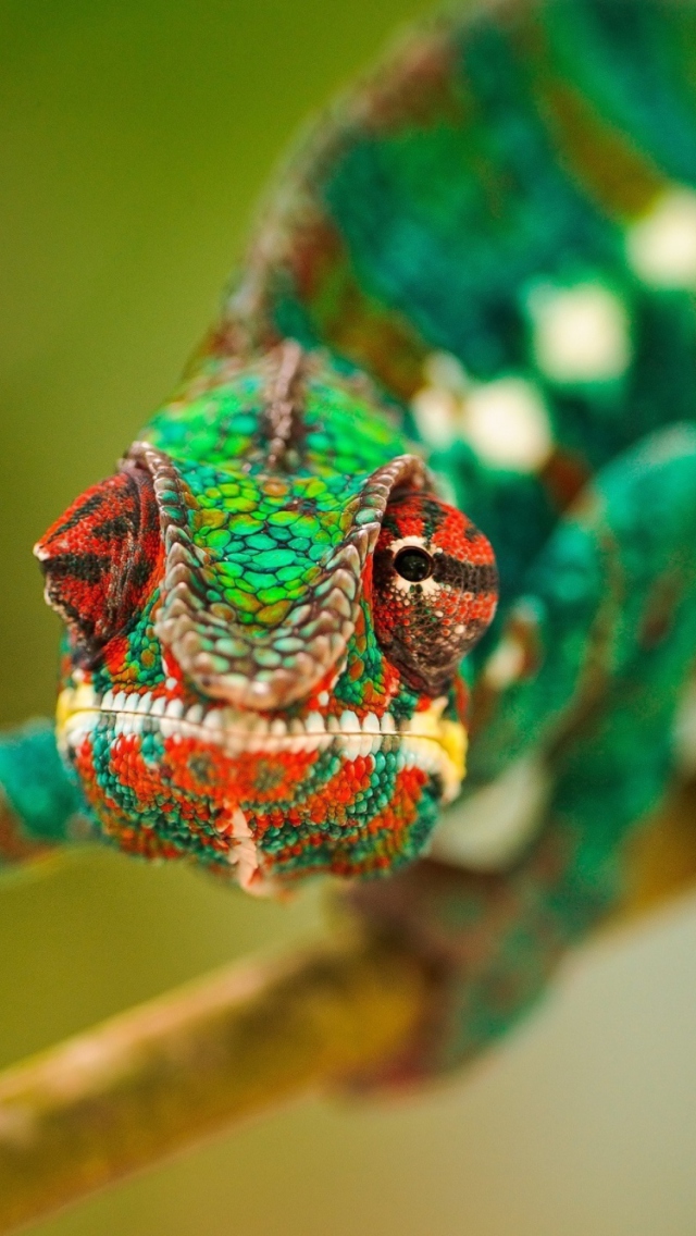 Colorful Chameleon Macro wallpaper 640x1136