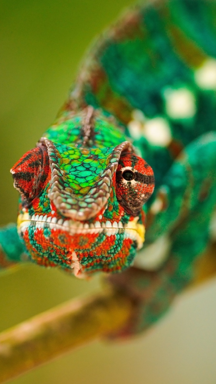 Colorful Chameleon Macro wallpaper 750x1334
