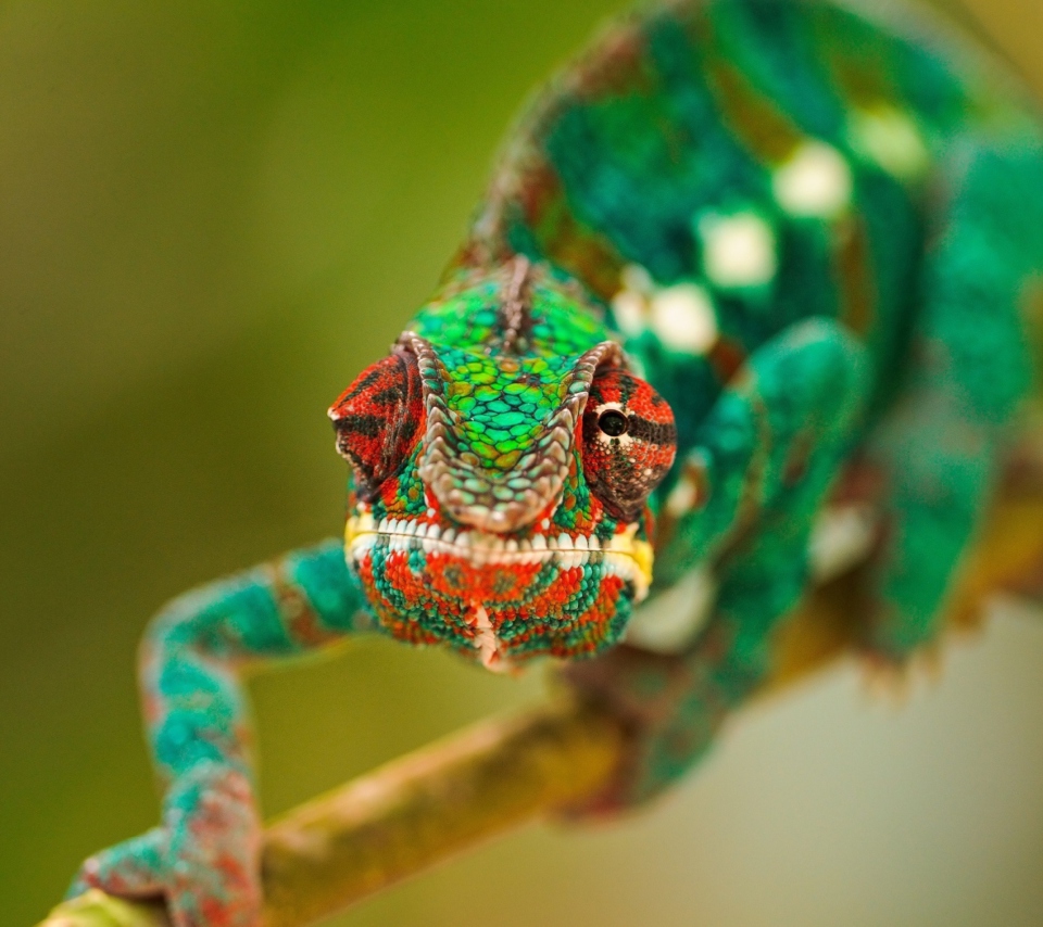 Sfondi Colorful Chameleon Macro 960x854