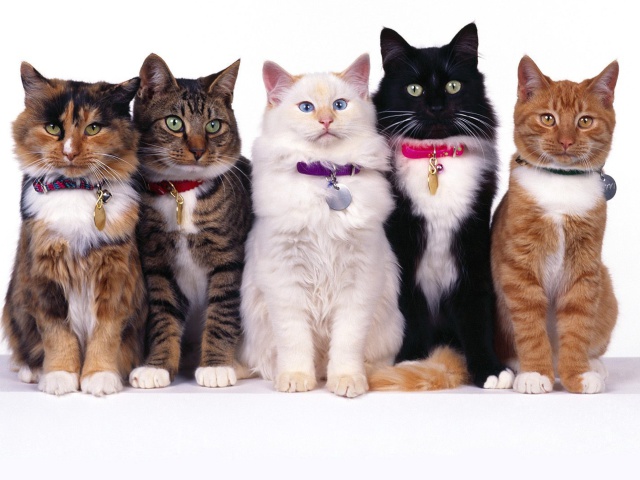 Das Cat Show Wallpaper 640x480