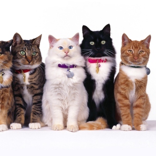 Cat Show sfondi gratuiti per iPad mini