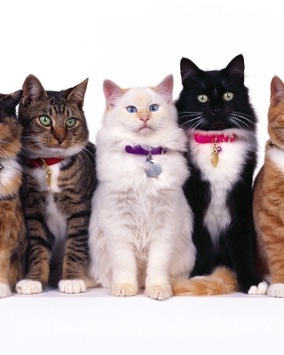 Cat Show sfondi gratuiti per iPhone 4S