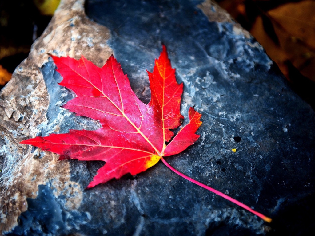 Red Maple Leaf wallpaper 1024x768