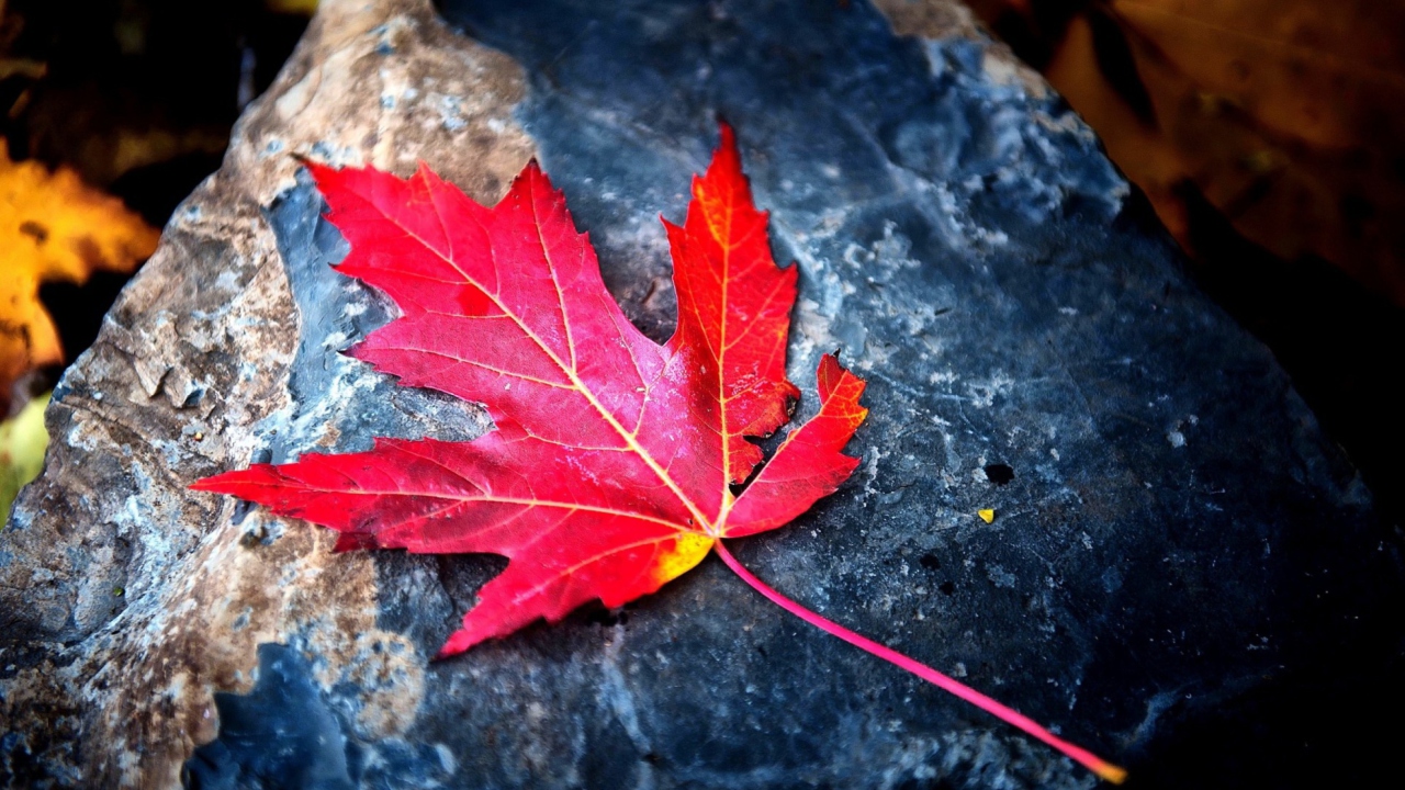 Red Maple Leaf wallpaper 1280x720