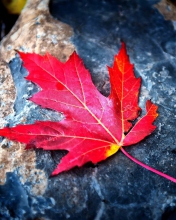 Sfondi Red Maple Leaf 176x220