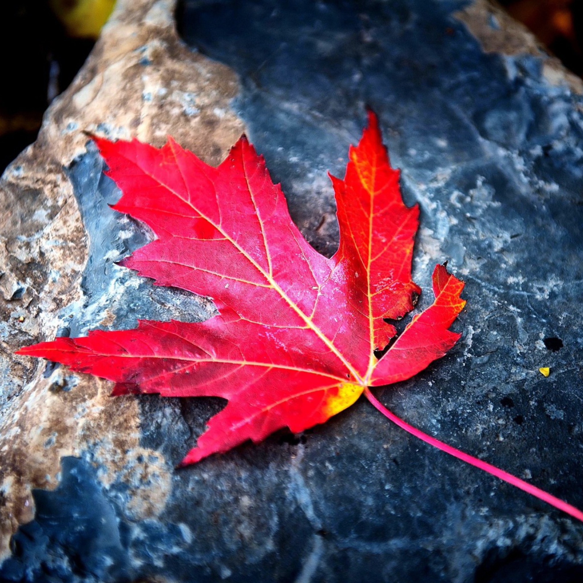 Das Red Maple Leaf Wallpaper 2048x2048