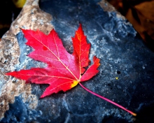 Обои Red Maple Leaf 220x176
