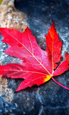 Fondo de pantalla Red Maple Leaf 240x400