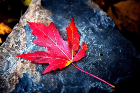 Das Red Maple Leaf Wallpaper 480x320