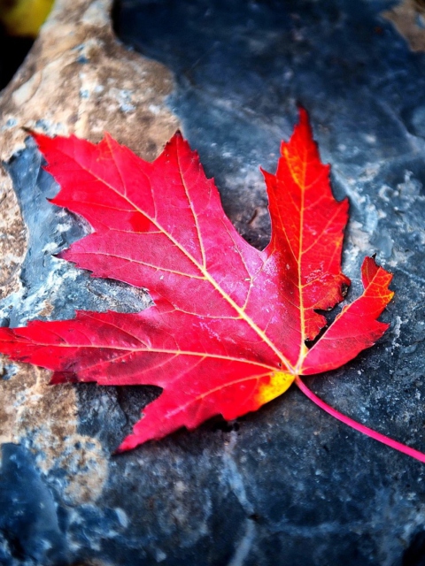 Red Maple Leaf wallpaper 480x640