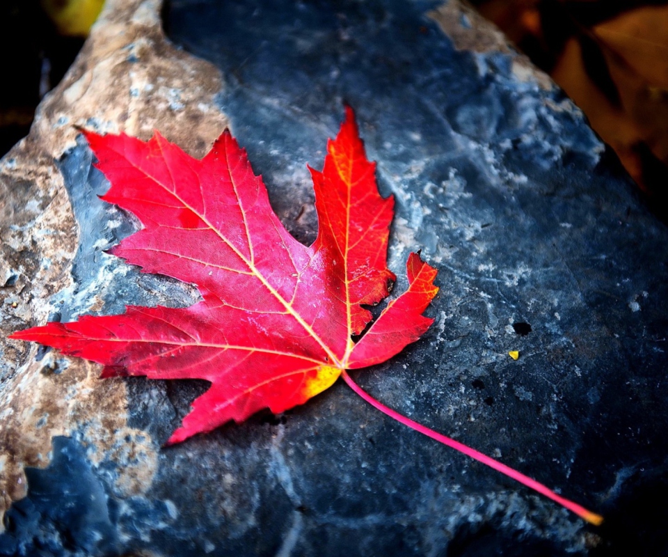 Das Red Maple Leaf Wallpaper 960x800