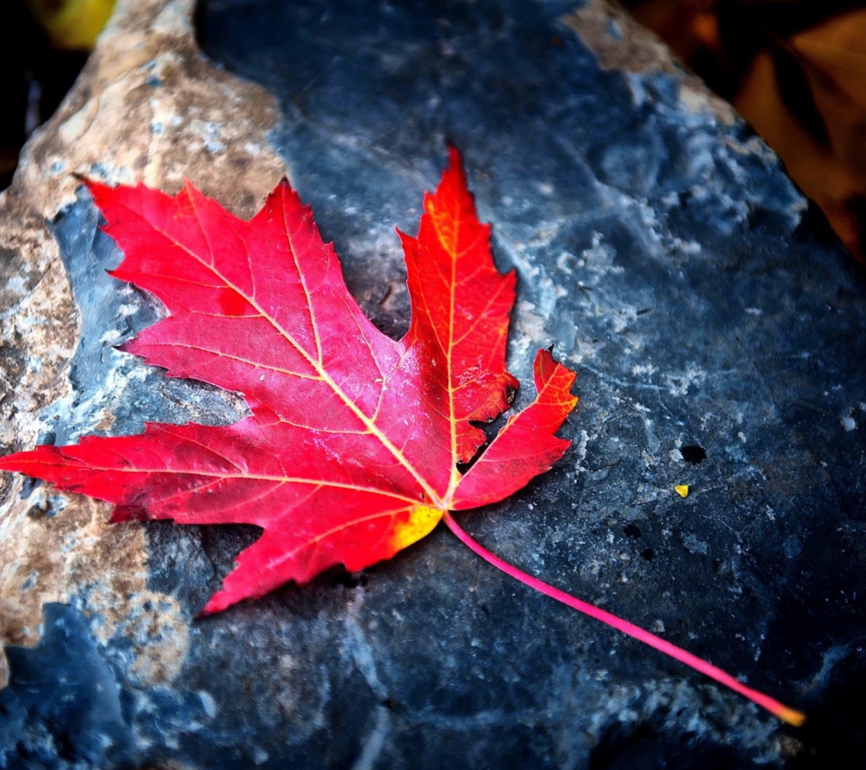 Red Maple Leaf wallpaper 960x854