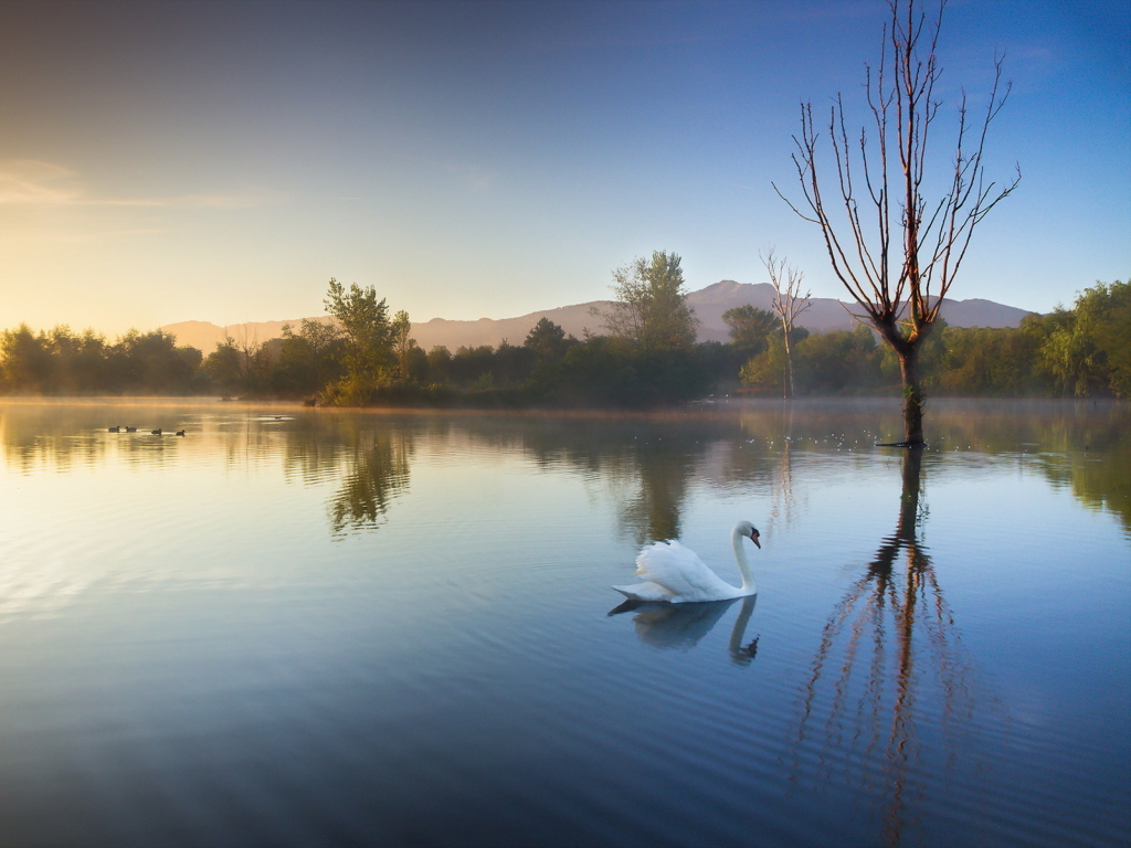 Das White Swan On Lake Wallpaper 1024x768