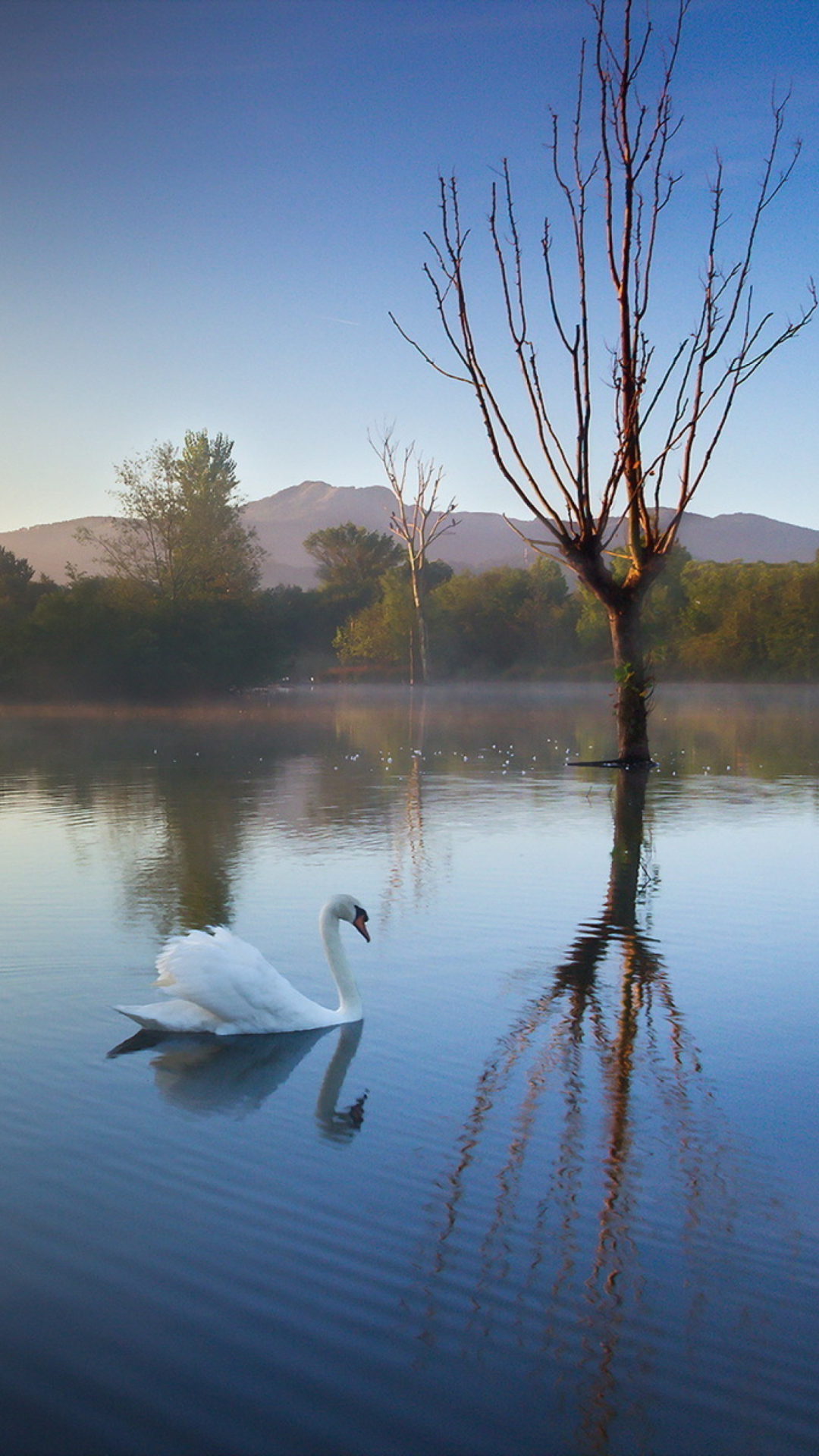 Das White Swan On Lake Wallpaper 1080x1920