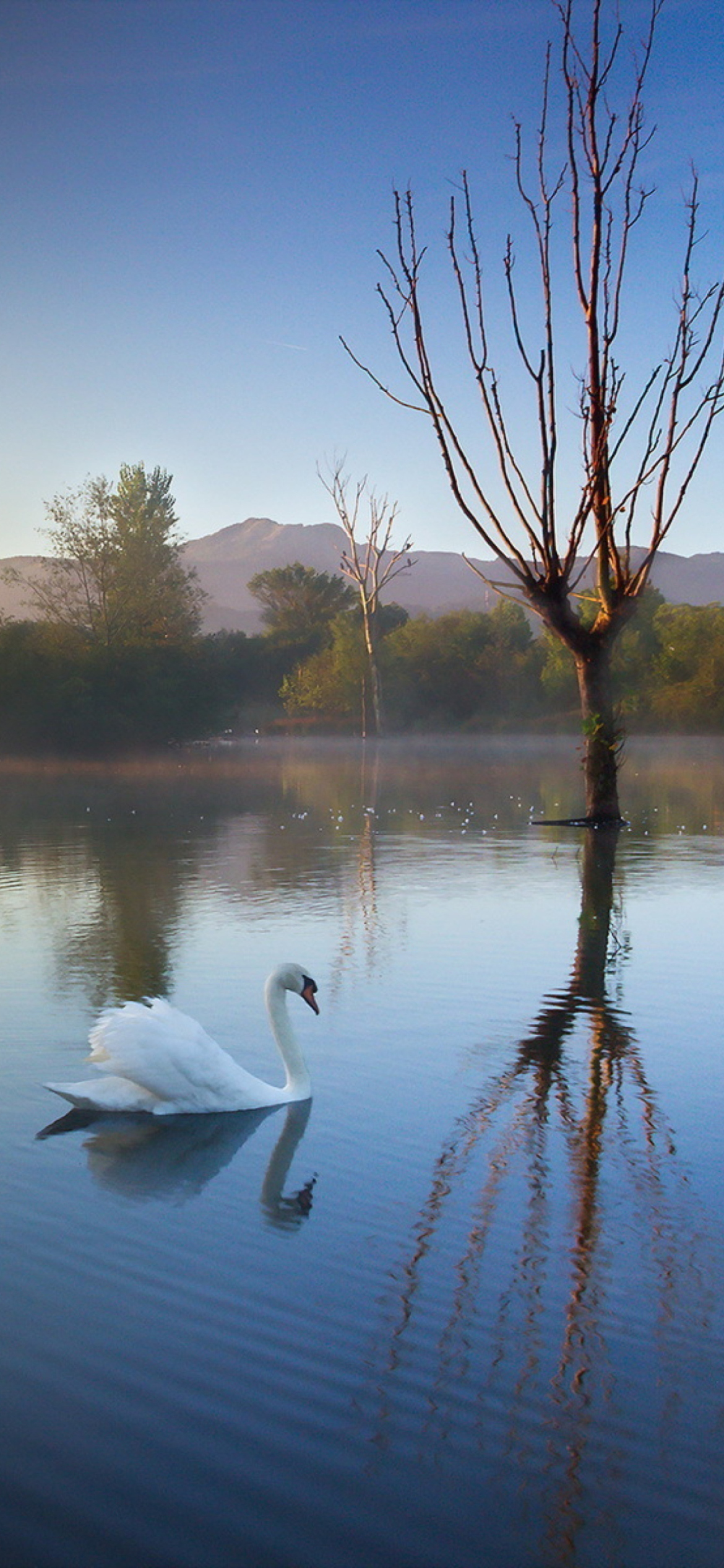 Fondo de pantalla White Swan On Lake 1170x2532
