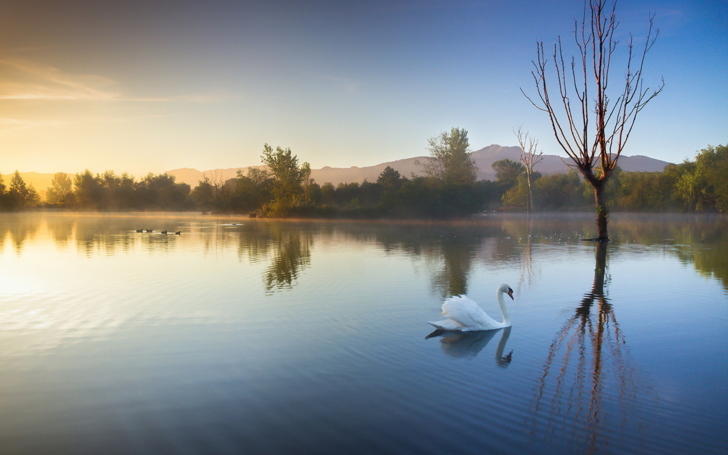 Fondo de pantalla White Swan On Lake 1440x900