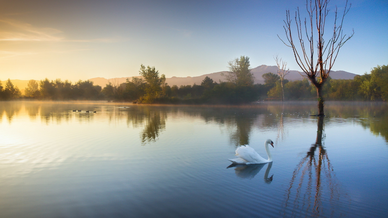 Sfondi White Swan On Lake 1600x900