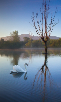 Обои White Swan On Lake 240x400