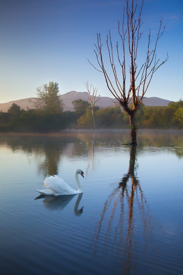 White Swan On Lake screenshot #1 640x960