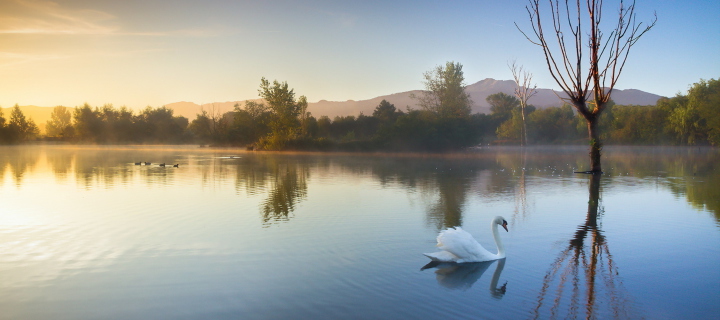 White Swan On Lake wallpaper 720x320