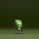 Green Bug screenshot #1 128x128