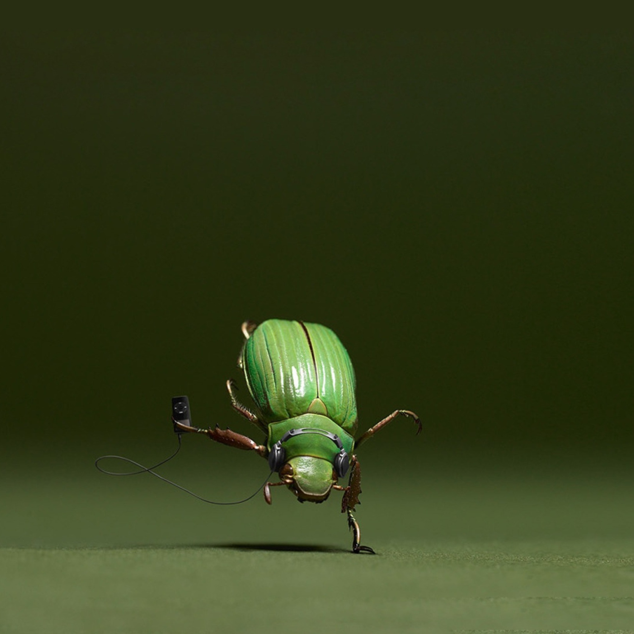 Sfondi Green Bug 2048x2048