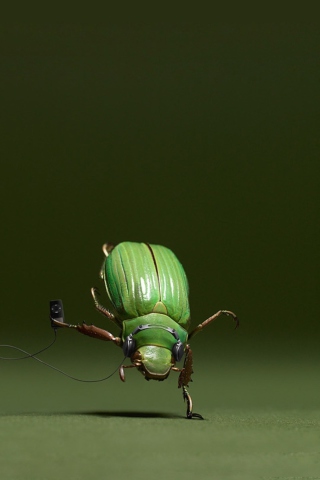 Das Green Bug Wallpaper 320x480