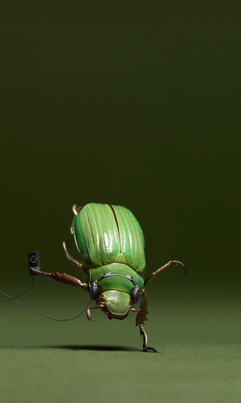 Das Green Bug Wallpaper 480x800