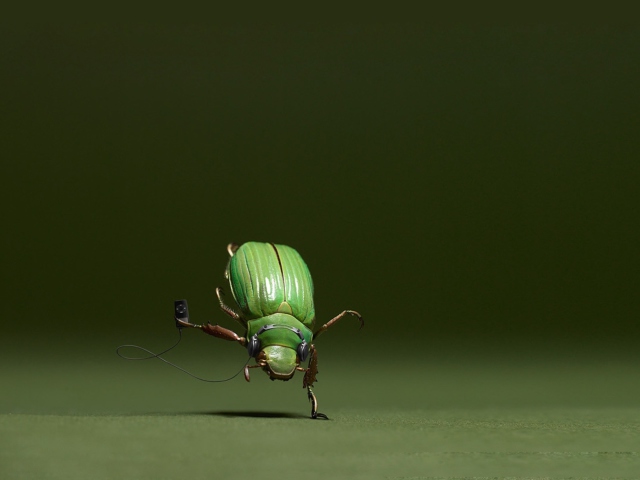 Green Bug wallpaper 640x480