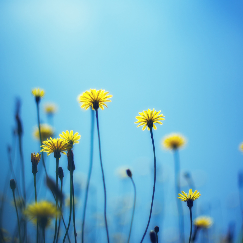 Sfondi Flowers on blue background 1024x1024