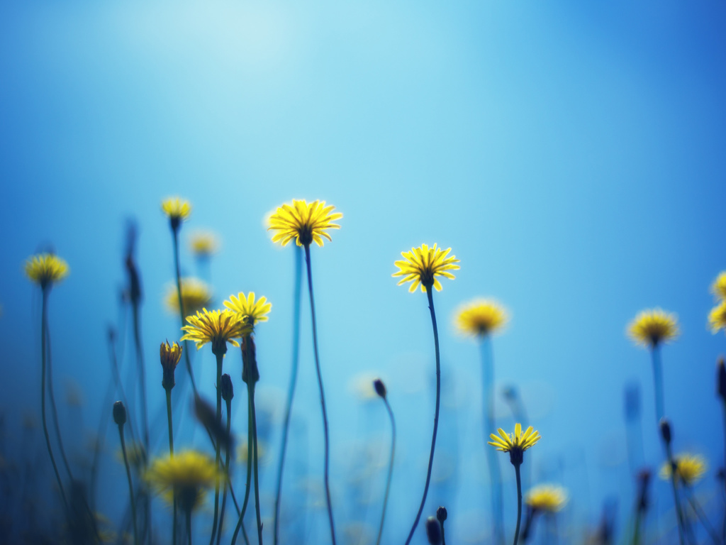 Flowers on blue background screenshot #1 1024x768
