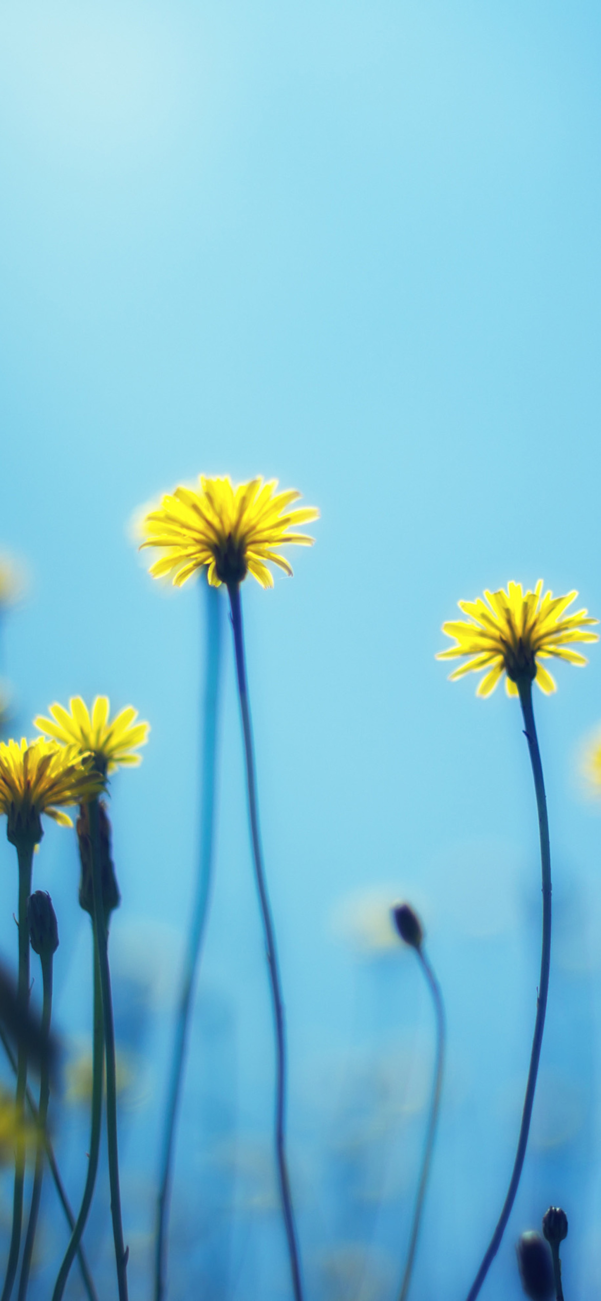 Flowers on blue background wallpaper 1170x2532