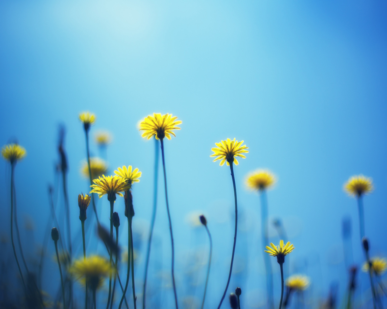 Sfondi Flowers on blue background 1280x1024