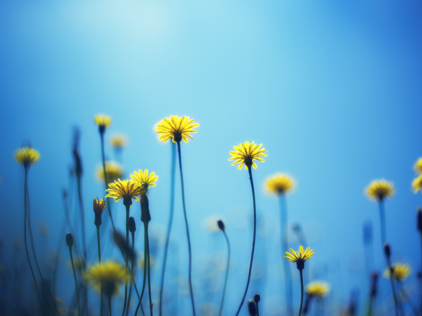 Screenshot №1 pro téma Flowers on blue background 1400x1050