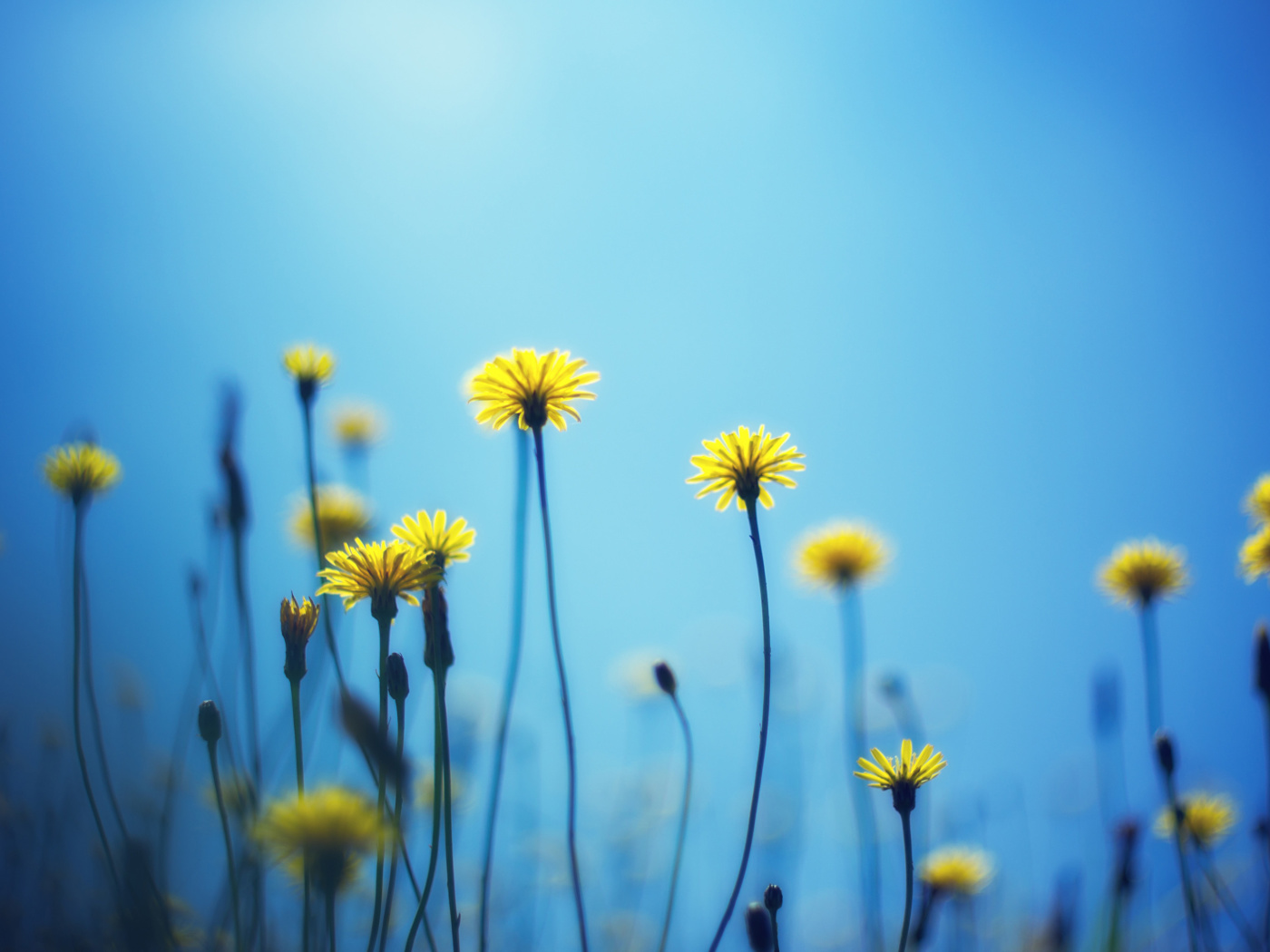 Fondo de pantalla Flowers on blue background 1400x1050