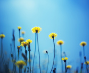 Flowers on blue background screenshot #1 176x144