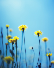 Flowers on blue background wallpaper 176x220
